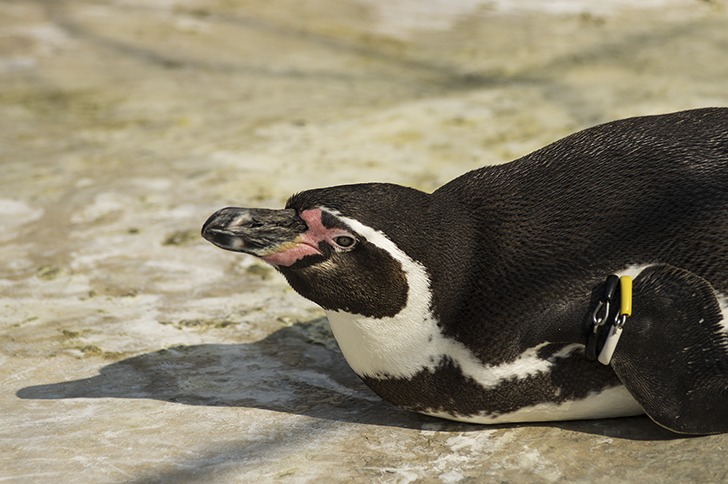 ペンギン